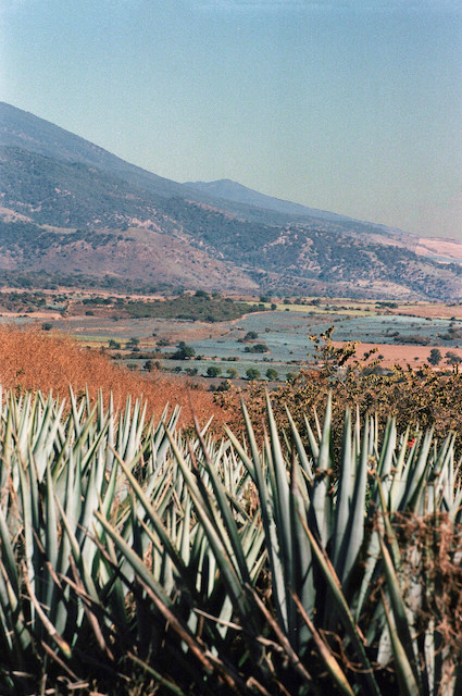 A beautiful agave farm with distant mountain ranges and lakes