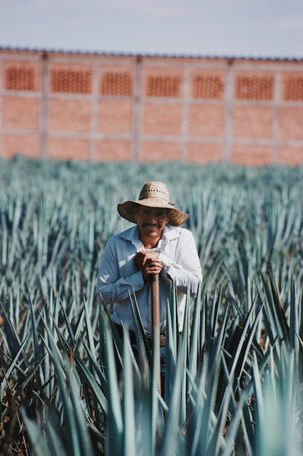 An agave farmer smiling in his field of agaves