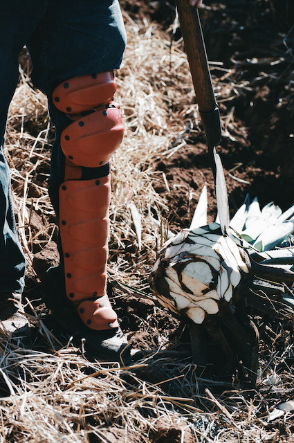 An agave farmer stands over a cut agave with a tool and kneepads