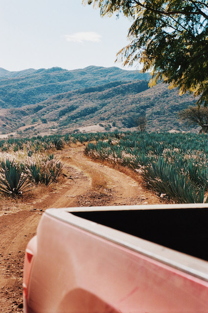 A beautiful agave farm seen from the back of a ute